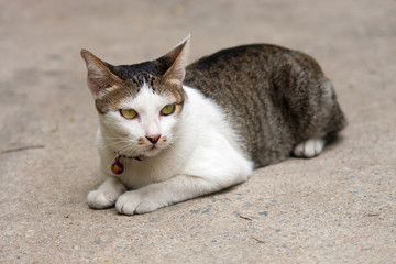 Female Thai Cat sitting relax on street