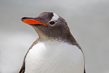 Gentoo Penguin portrait close up.