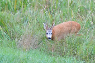Roe Deer