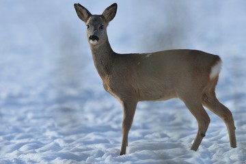 Roe Deer