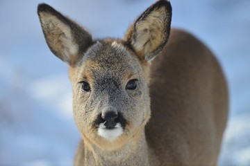Roe Deer