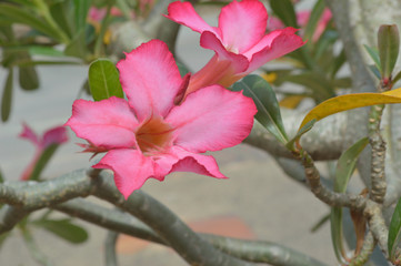 Obraz premium Azalea flowers with leaves in the garden