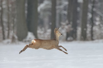 Roe Deer