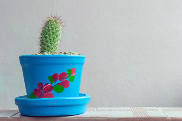 Potted cactus with wall background, decoration