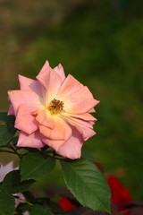 Rose /Beautiful Rose flower in the garden