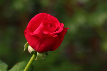 Rose /Beautiful Rose flower in the garden