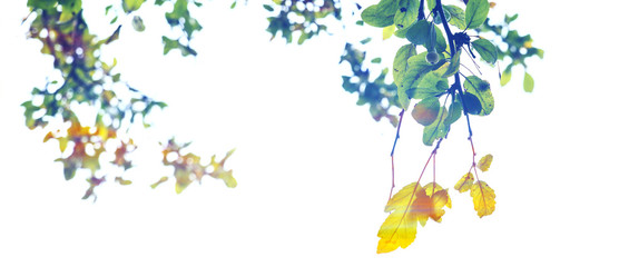 Colorful beautiful autumn leaves letterbox