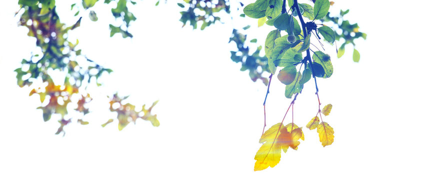 Colorful beautiful autumn leaves letterbox