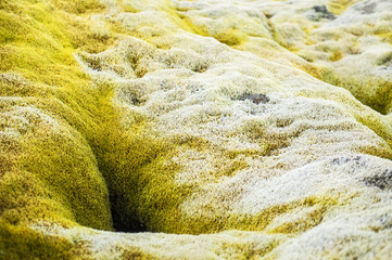 Green moss on volcanic field, Iceland.
