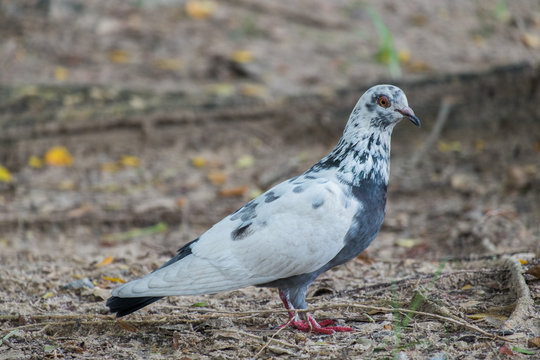 Pigeons