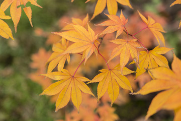 Autumn color of maple