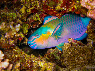 Parrotfish