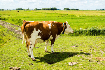 Fototapeta na wymiar Kuh am Deich in Nordfriesland 