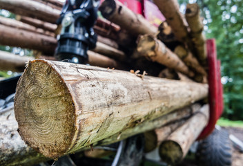 Forstmaschine im Wald