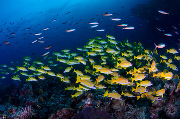 Shoal of Sweetlips