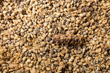 harvested green Coffee Beans