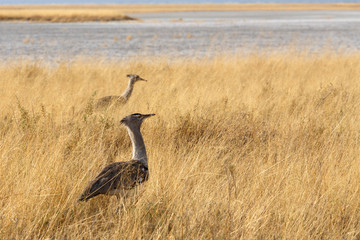 Kori Bustard in african bush