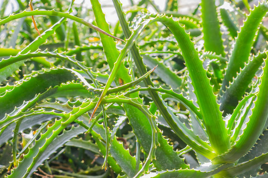 Close-up wild Aloe Vera plant in the garden, plant background