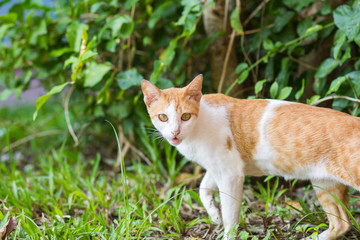 Senior domestic cat on green natural background.