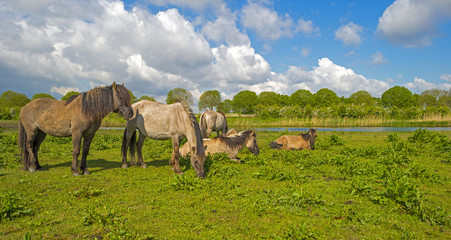 Herd of horses in nature below a blue cloudy sky  © Naj