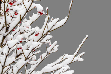 Isolated branch of a mountain ash on a gray background