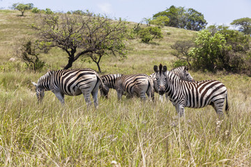 Zebras animals grasslands wilderness park reserve.