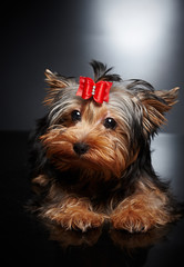 Naklejka premium York puppy with red bow tie in his head.