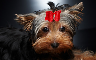 York puppy with red bow tie in his head.