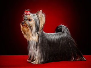 York dog posing over red background.