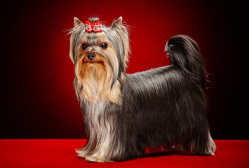 York dog posing over red background.