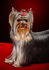 York dog posing over red background.