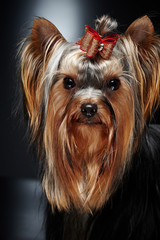 Close up portrait of york small dog.