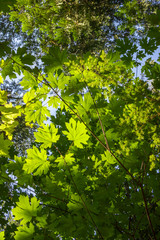 Large fresh green maple leaves with sun shining through & around them in a forest