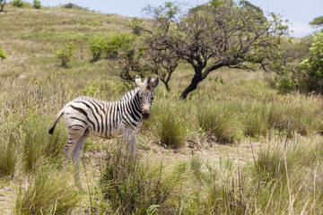 Fototapeta na wymiar Zebra calf animal wilderness park reserve
