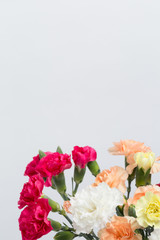 カーネーション