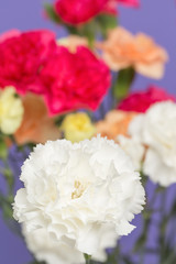 カーネーション