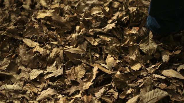 Kicking piles of dried leaves shooting with high speed camera, phantom flex.