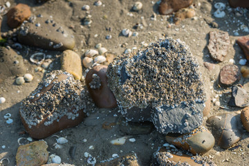 Acorn barnacles on a stone from close
