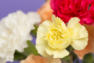 カーネーション