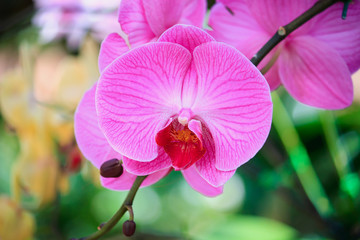pink orchid flowers