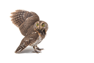 Oriental scops-owl isolate on white background