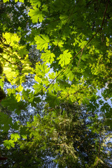 Fototapeta na wymiar Large fresh green maple leaves with sun shining through & around them in a forest