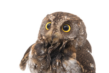 Oriental scops-owl isolate on white background