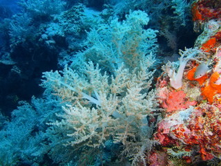 Naklejka na ściany i meble Soft coral, Island Bali