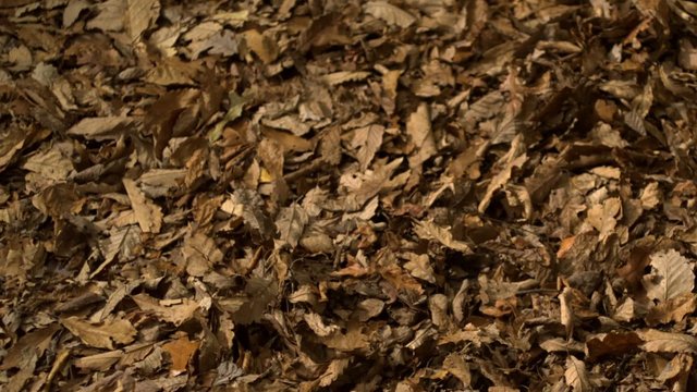 Blowing pile of dried leaves shooting with high speed camera, phantom flex.
