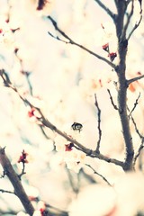 Bumblebee