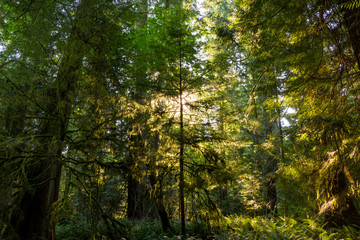 Sunshine bursting through the canopy & around a tree creating a silhouette & backlighting the leaves at Cathedral Grove, Vancouver Island, Canada.