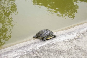 Obraz premium Turtle in Lake