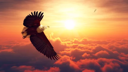 Wall murals Eagle Fish Eagle flying above clouds
