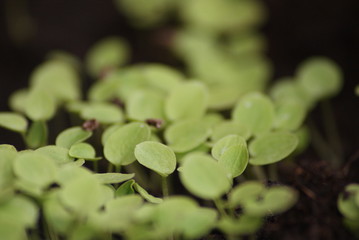 Małe roślinki dopiero pojawiające się na świecie.